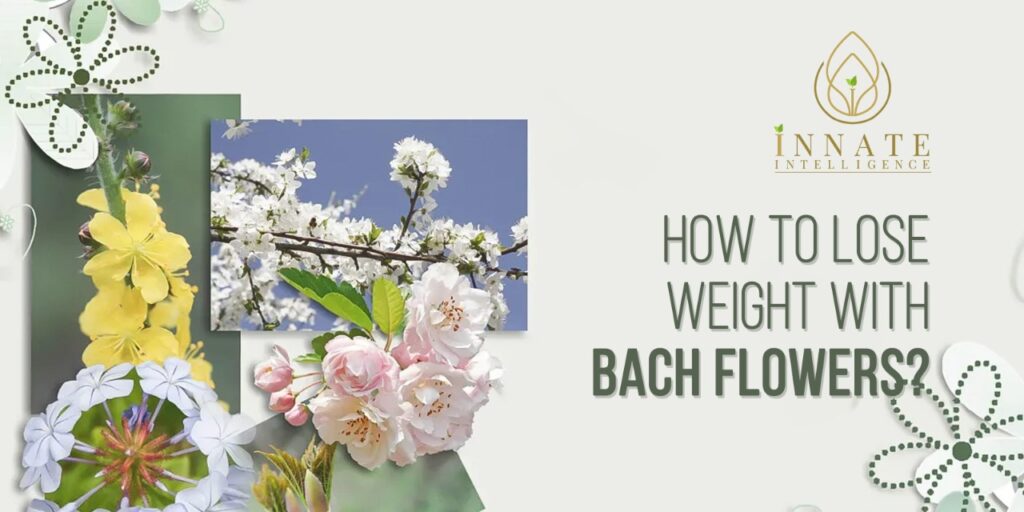 How to lose weight with Bach Flowers